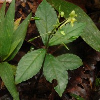 Impatiens cornigera Arn.